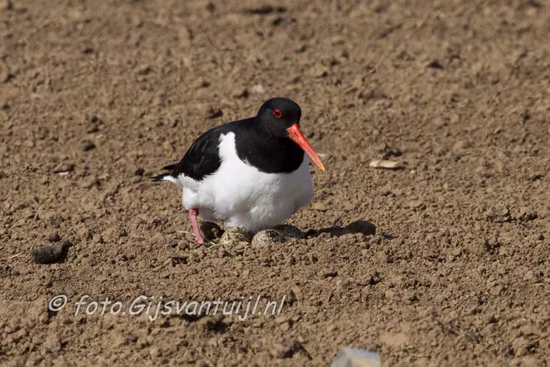 Scholekster